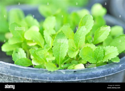 Brassica Juncea Plantlettuce Plant Or Chinese Mustard Plant In The Pot
