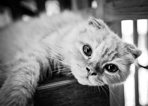 Scottish Fold Information And Facts You Should Know