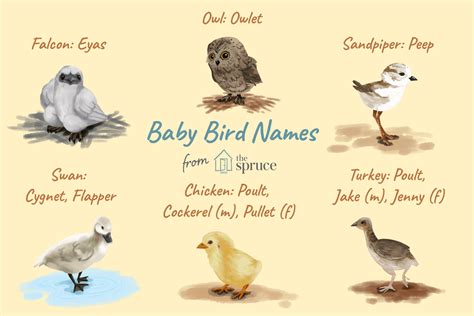 Pictures Of Birds And Their Names Bird Names List Of 35 Popular Types
