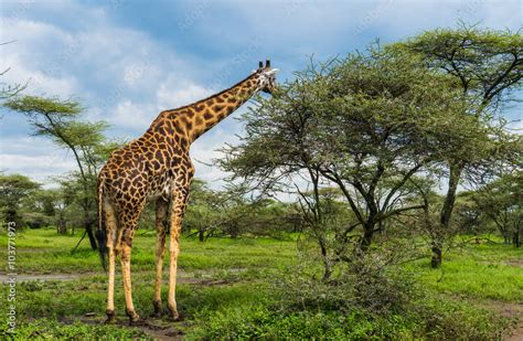 Fotografia Do Stock Giraffe Eating Acacia Tree Leaves In The Serengeti