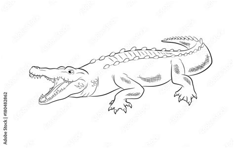 Crocodile Drawing Vector Illustration Stock Vector Adobe Stock