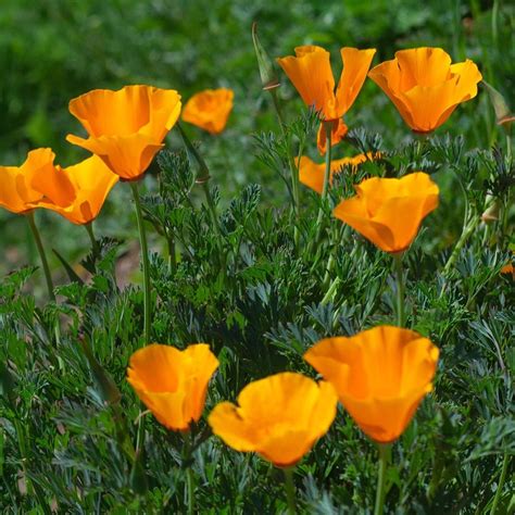 Buy Californian Poppy Eschscholzia Californica Orange King Delivery