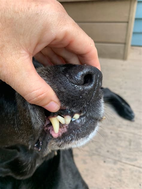 I Noticed Today That My Black Lab 8 Years Old Has Black Gums The Space