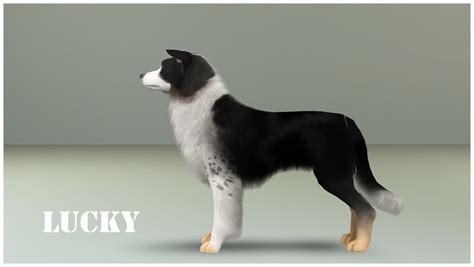 Mod The Sims Four Border Collies For Your Sims