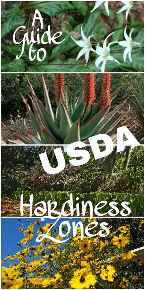 A Guide To Usda Hardiness Zones Dengarden