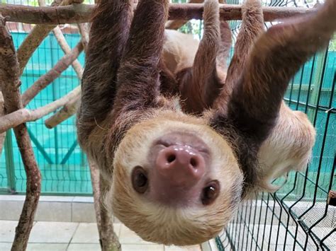 Sloth Sanctuary Of Costa Rica Cahuita 2020 All You Need To Know