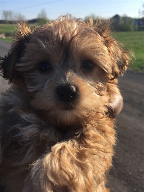 Yorkiepoo Puppies For Sale Rochester Ny 275968