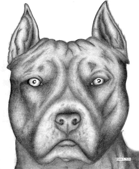 Pitbull Face Drawing At PaintingValley Com Explore Collection Of