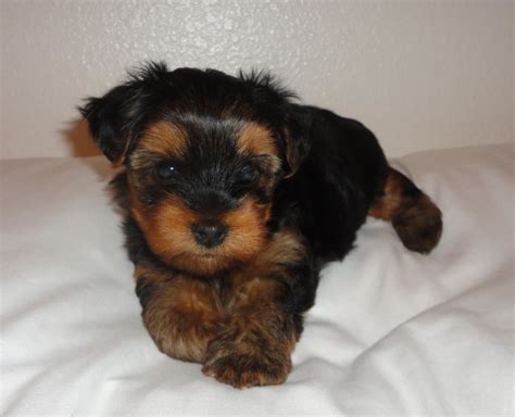 Check spelling or type a new query. Teacup Yorkie Puppies available for sale, Dogs, for Sale, Price