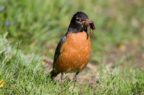 What Do Robins Eat The Diet Of One Of The Most Popular Garden Birds