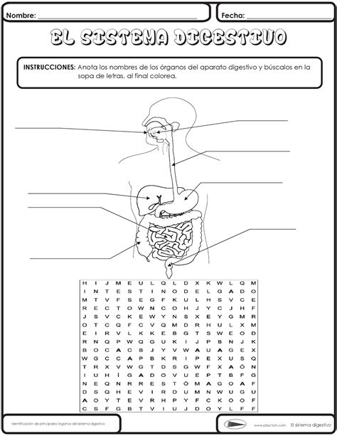 Dibujo Del Aparato Digestivo Para Niños Sistema Digestivo Para Niños