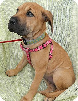 Shar pei labs tend to inherit a mixture of both parents' looks and personalities. Jacque | Adopted Puppy | Umatilla, FL | Shar Pei/Boxer Mix