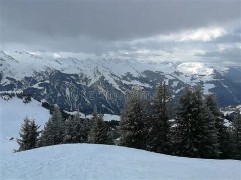 Winter Pines And Snow Capped Mountains In Hoch Ybrig Switzerland