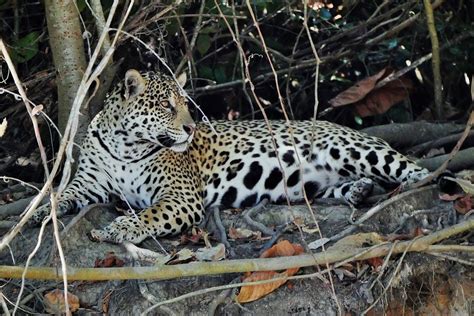 Bianca Female Jaguar Resting In The Shade Panthera Onca Flickr