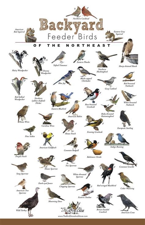 The Bird Store And More Backyard Feeder Birds Of The Northeast Poster