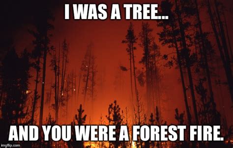 Forest Fire Imgflip