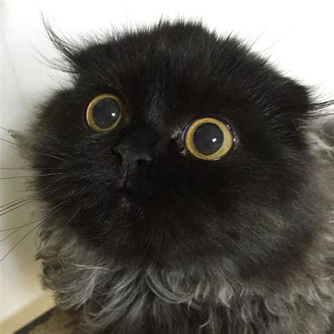 Gimo The Cat With Big Eyes Instagram Popsugar Pets