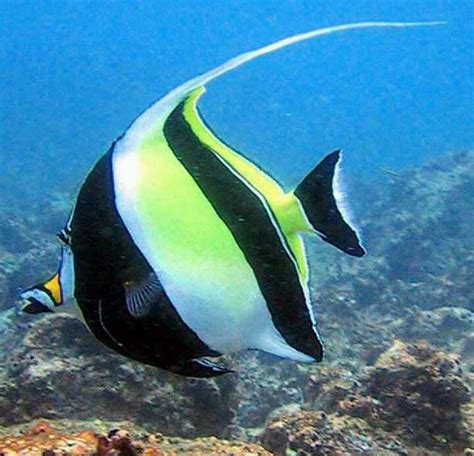 7 Best Exotic Saltwater Fish Images On Pinterest