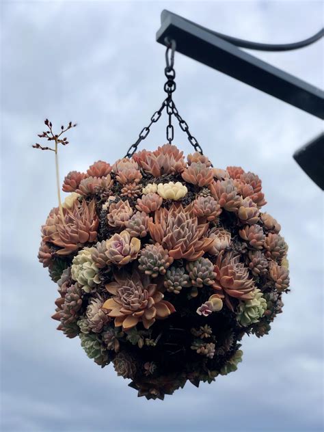 Gorgeous Sun Loving Hanging Succulents At Universal Studios Ca R