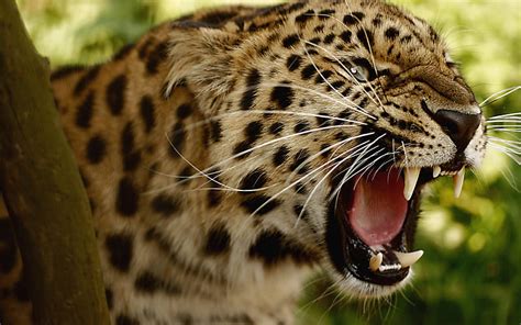 2k Free Download Jaguar Angry Animal Hd Wallpaper Peakpx