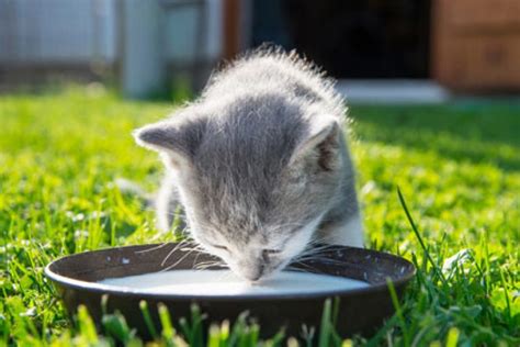 Darf man der Katze Milch geben? | Katzenfutter Test