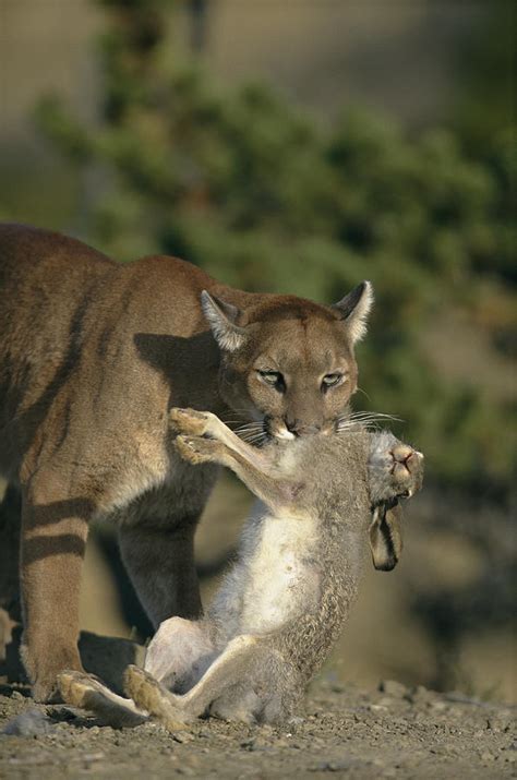 A Female Mountain Lion Photograph By Norbert Rosing