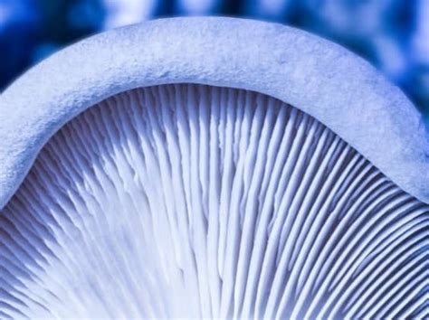 Mastering The Art Of Growing Blue Oyster Mushrooms A Comprehensive Guide