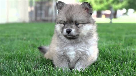 Get your happy doggie here! 7 Weeks Old Pomsky Puppies So Cute And Energetic! Pomsky ...