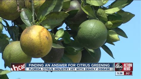 Florida Citrus Industry Hit By Deadly Greening Disease Youtube