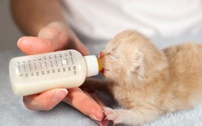 These kittens must abruptly adjust to formula after many have nursed. Pregnancy and Parturition in Cats | VCA Animal Hospital