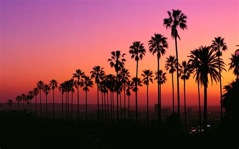 Los Angeles Sunset With Palm Trees Hd Wallpapers