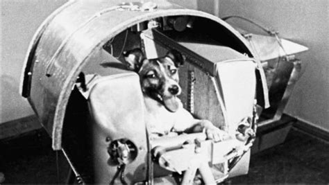 Laika La Perra Que Hace 60 Años Abrió Las Puertas Del Espacio A La