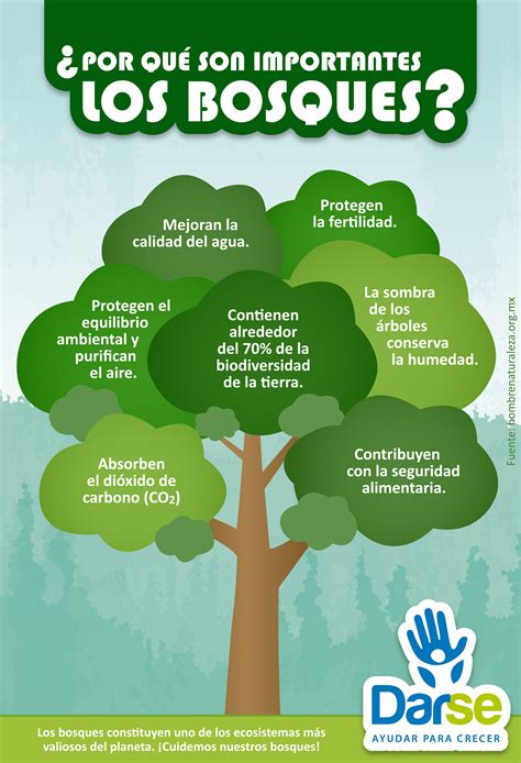 Darseinfografía ¿por Qué Son Importantes Los Bosques Spagnolo