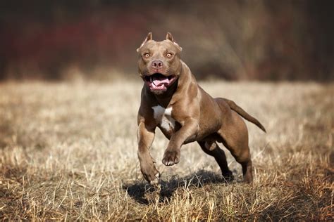 5 Popular Types Of Pit Bull Dog Breeds Compared Dog Food Care