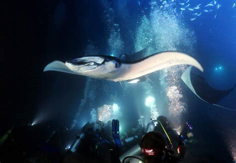 Manta Ray Night Dive In Kona Hawaii World Adventure Divers