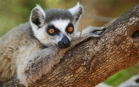 Lemur Primate Madagascar 41 Wallpapers Hd Desktop And Mobile
