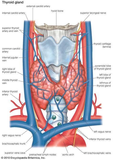 Neck Anatomy Thyroid Anatomy Diagram Source