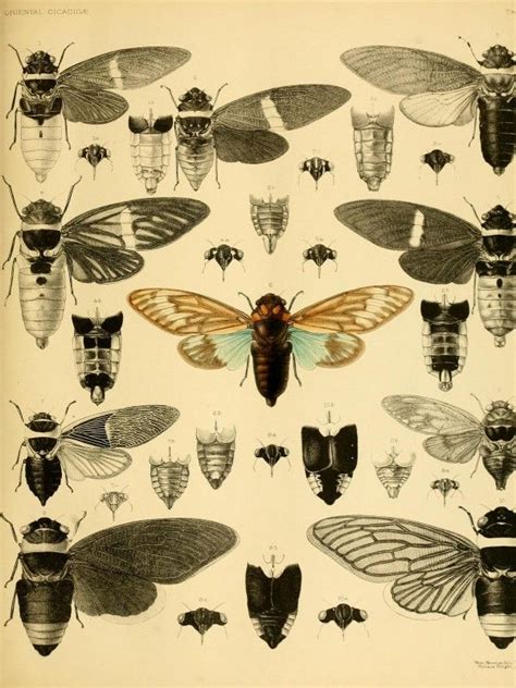 Remodelaholic 25 Free Incredible Insects Vintage Printable Images