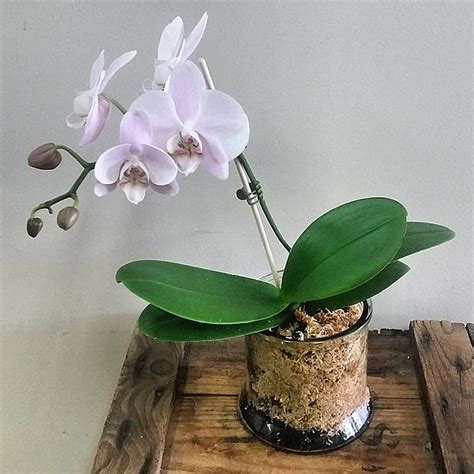 Mini Orchid Plant Hanging Basket Florist Rockingham