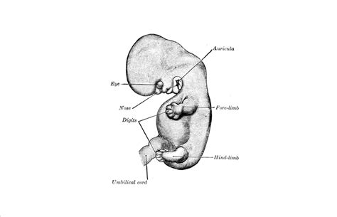 Level 1 Embryology Grays Anatomy Memrise