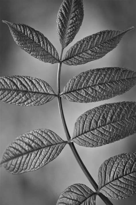 Nine Leaves On A Curved Stem Black And White Photograph Keith