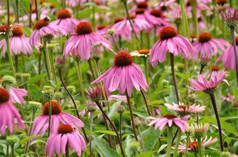 Purple Coneflower 2 Free Photo Download Freeimages