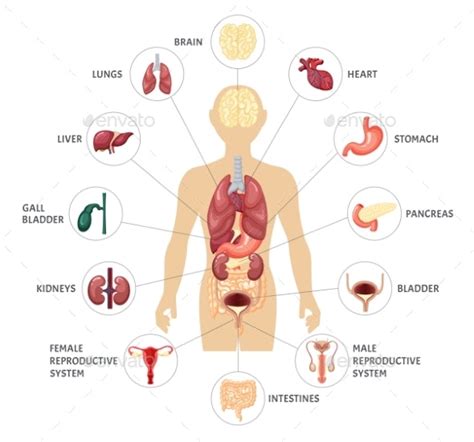 A given organ's tissues can be broadly categorized as parenchyma, the tissue peculiar to (or at least archetypal of) the organ and that does the organ's specialized job. Human Body Internal Organs Infographics by Alex_cardo ...