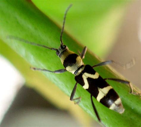 longicorn beetles cerambycidae save our waterways now