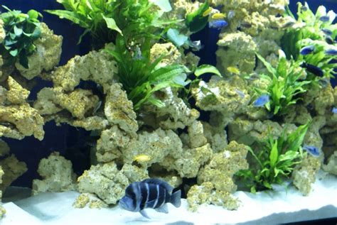 The african cichlid aquarium should have plenty of rockwork, caves and other hiding places to create needed territories. Decorations for cichlid fish aquariums | Aquaroche