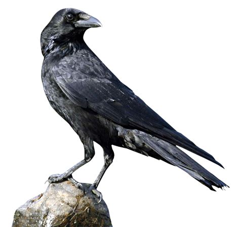 Crow Png Image Crows Drawing Animals Crow
