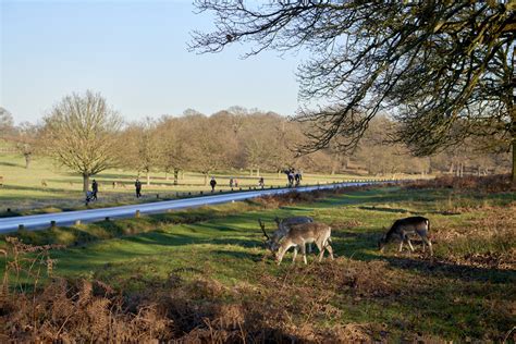 Welcome to richmond upon thames, a jewel in london's crown which is only 20 minutes from london richmond rivals anywhere in london with its beautiful royal parks and open spaces. London England Britain parks | Love 2 Fly