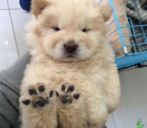 Why are puppies so cute? 21 Puppies So Cute You Will Literally Gasp And Then Probably Cry