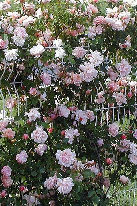 Photo Of The Entire Plant Of Rambling Rose Rosa Albertine Posted By