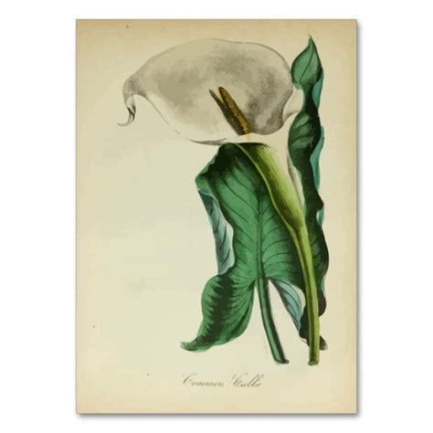 Vintage Calla Lily Flower Botanical Watercolor Business Card Zazzle